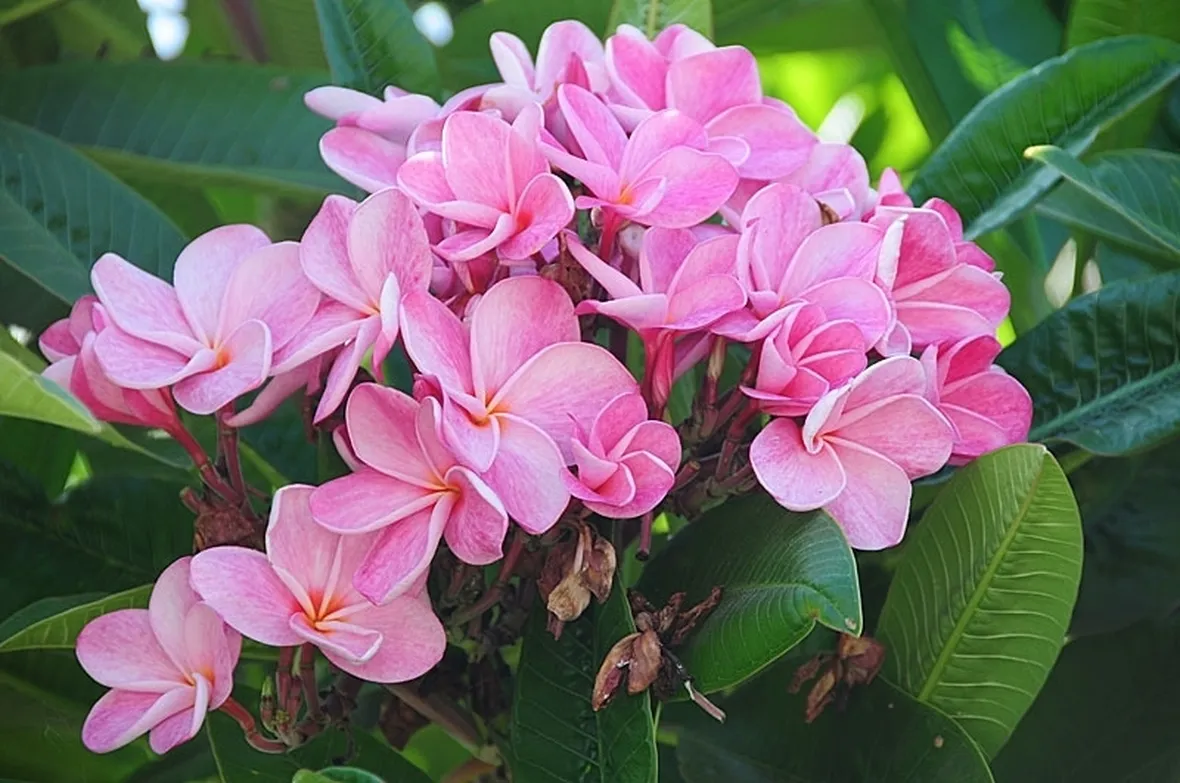 spedire fiori a Giugliano in Campania