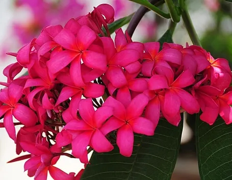 spedire fiori a Latina