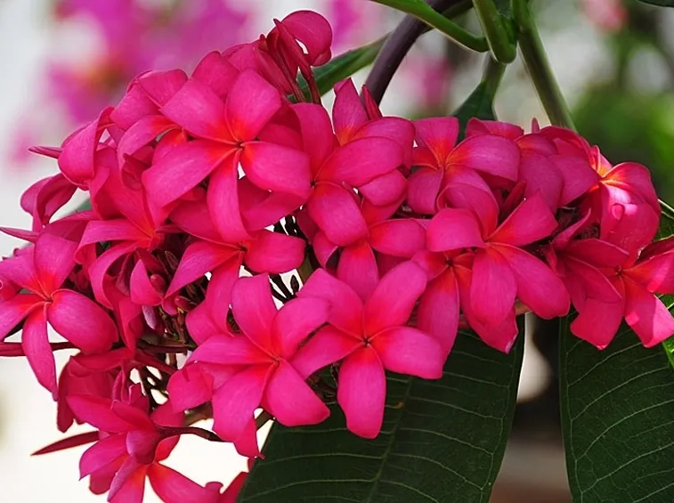 spedire fiori a Latina