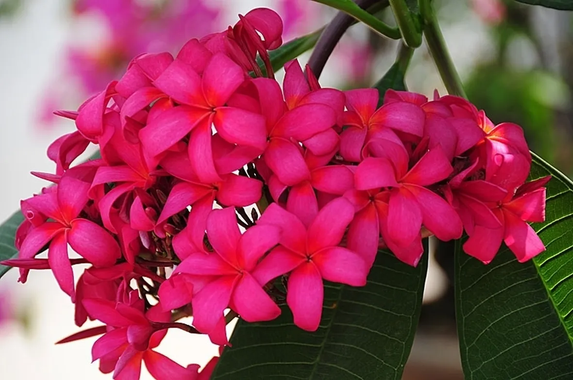 spedire fiori a Latina