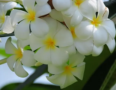 spedire fiori a Monza