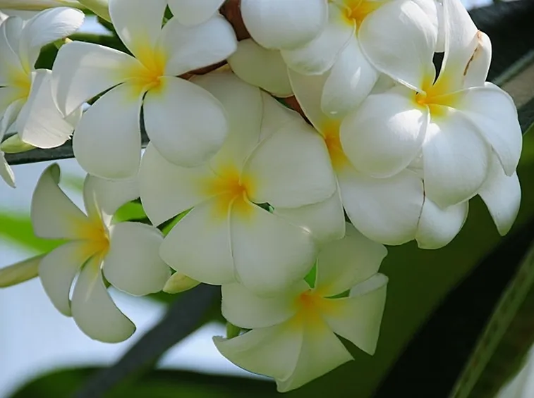 spedire fiori a Monza