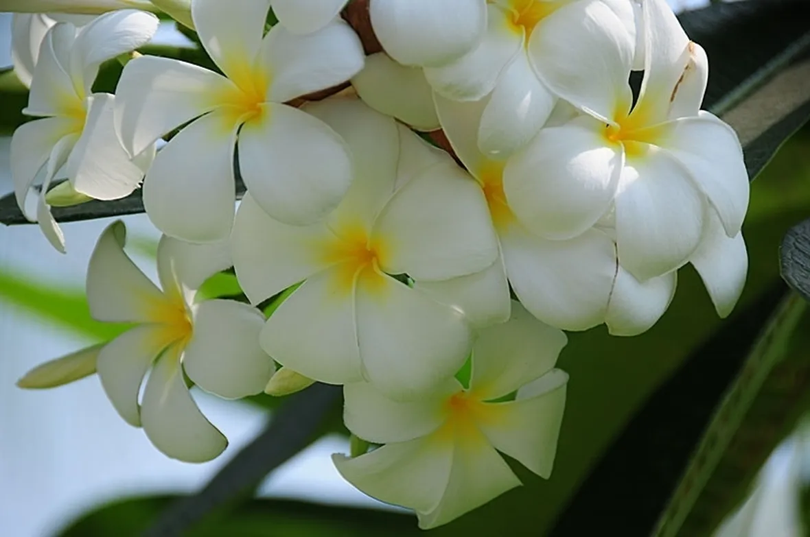 spedire fiori a Monza