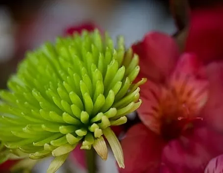 spedire fiori a Parma