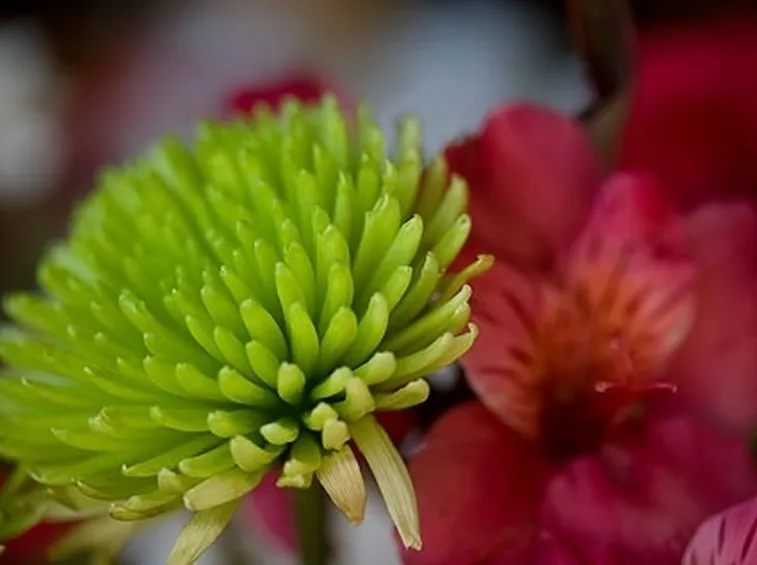 spedire fiori a Parma