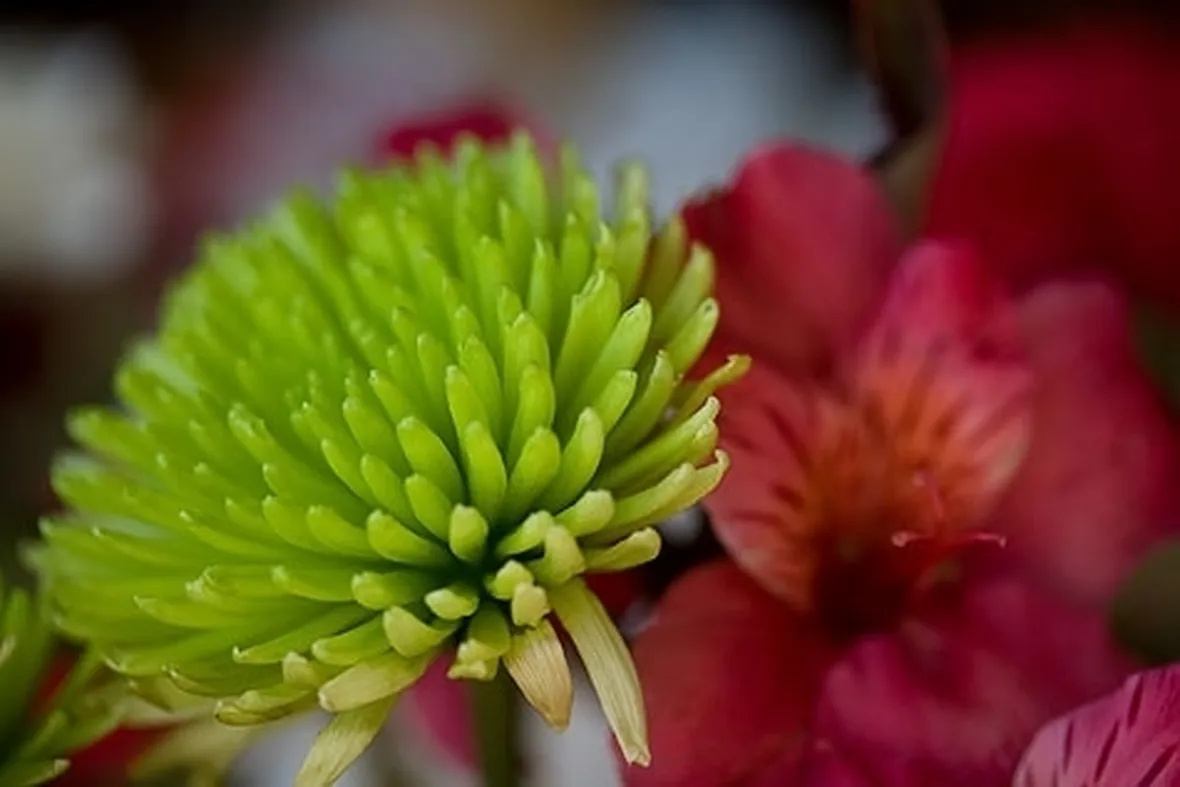 spedire fiori a Parma