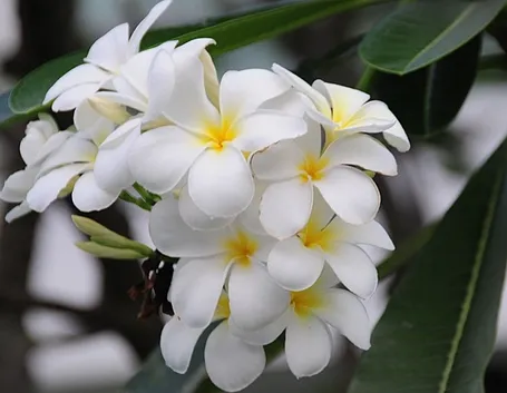 spedire fiori a Pescara