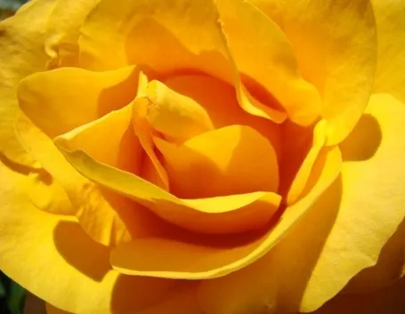 spedire fiori a Prato