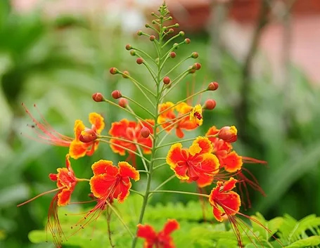 spedire fiori a Sassari
