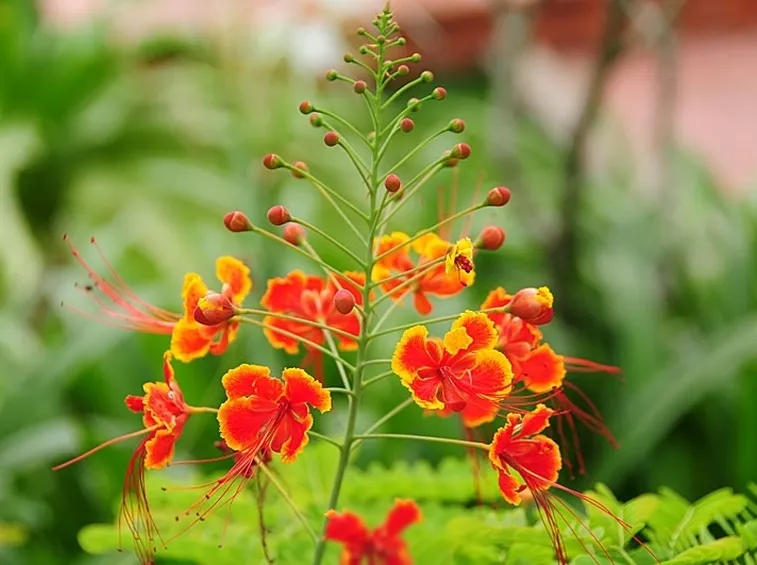 spedire fiori a Sassari