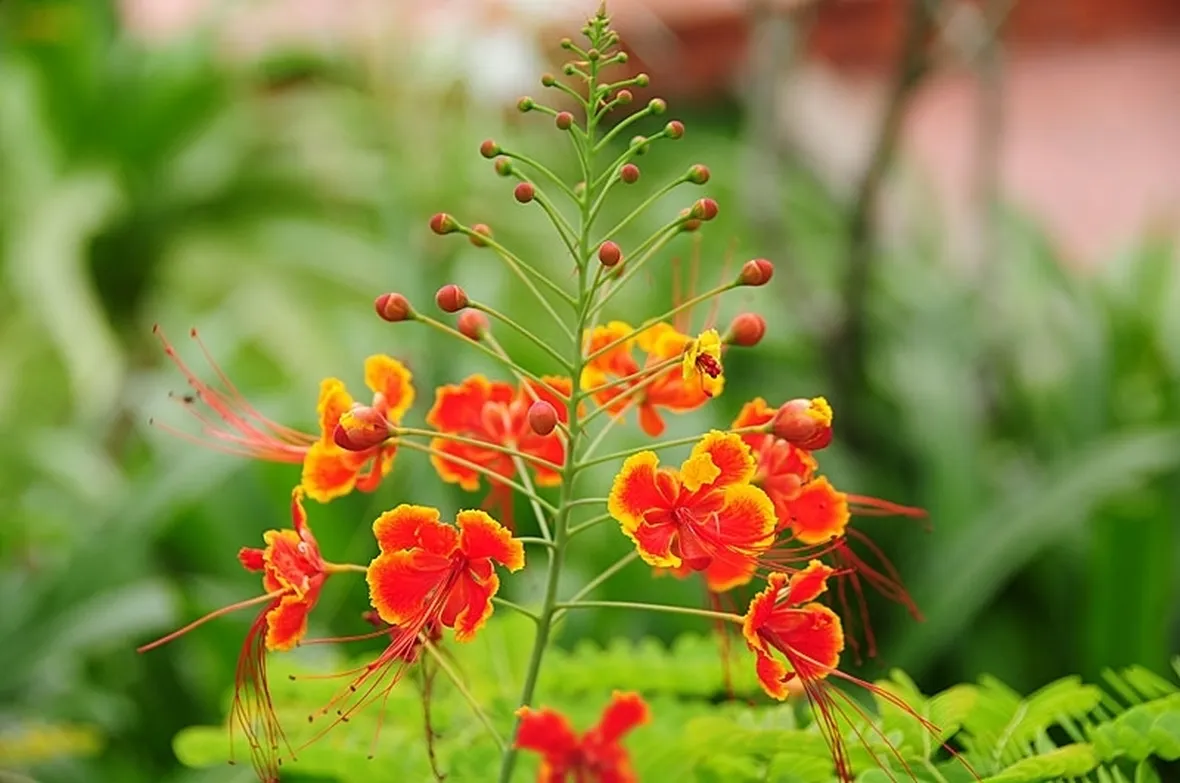spedire fiori a Sassari
