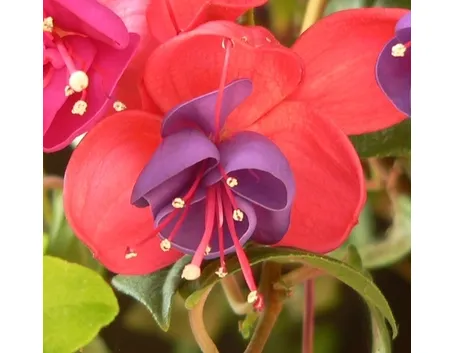 spedire fiori a Trieste