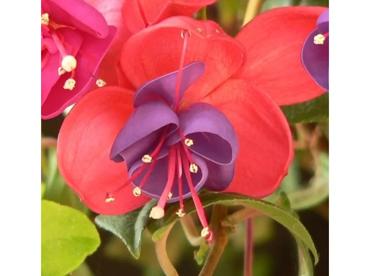 spedire fiori a Trieste