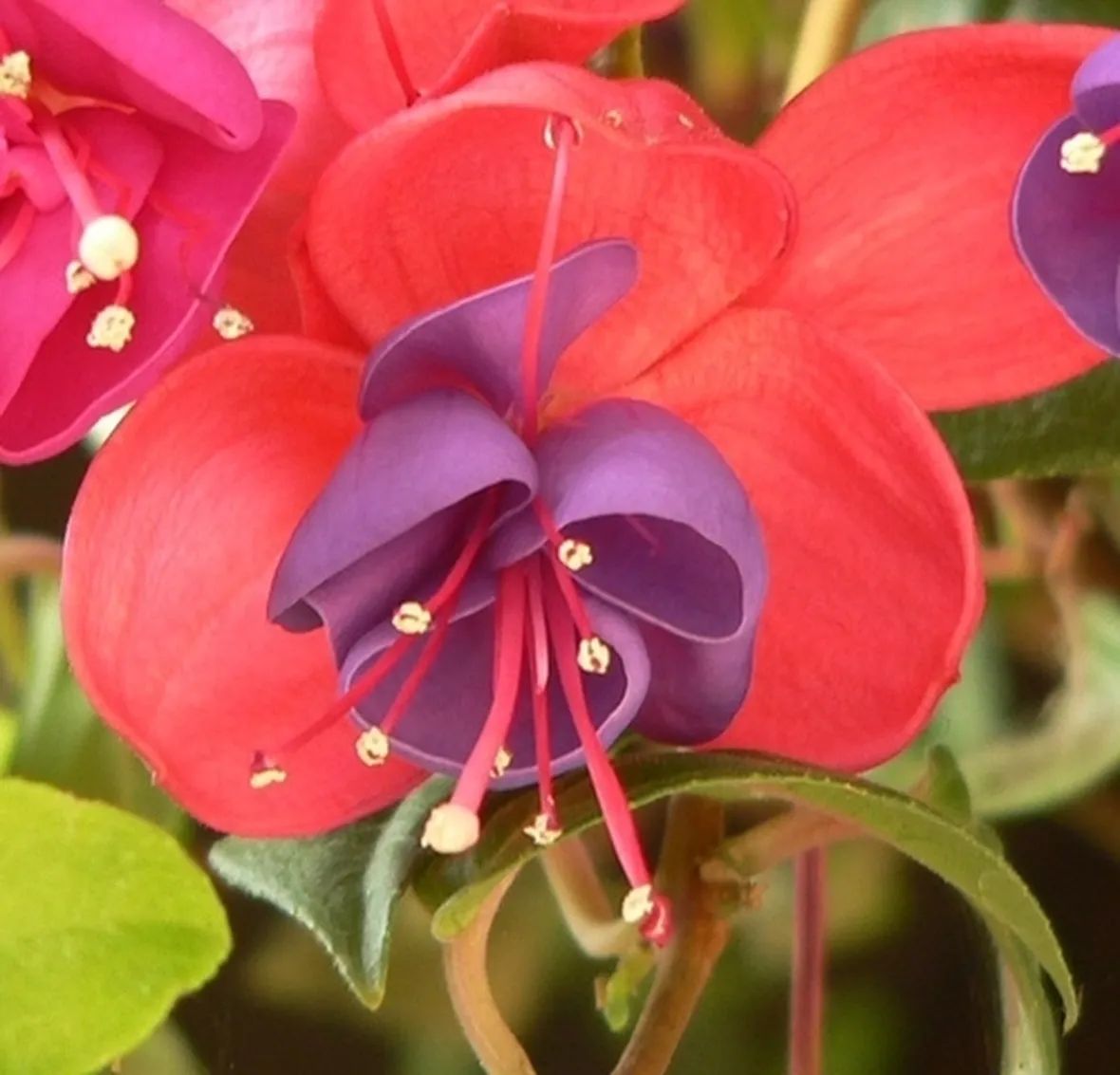 spedire fiori a Trieste