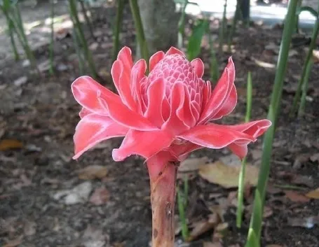 spedire fiori a Verona