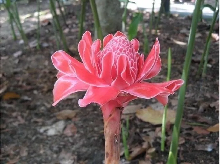 spedire fiori a Verona