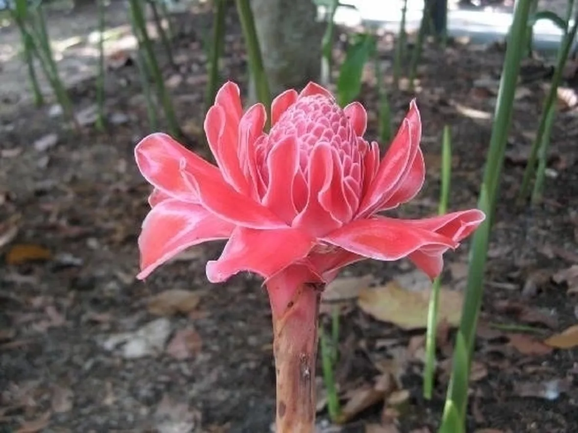 spedire fiori a Verona