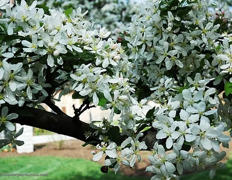 spedire fiori a Vicenza