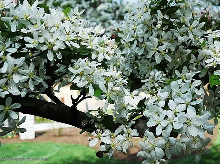 spedire fiori a Vicenza