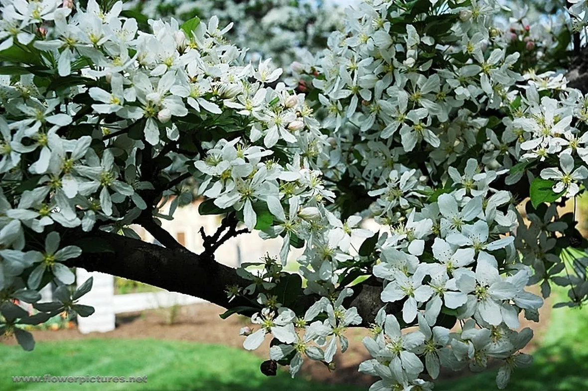 spedire fiori a Vicenza