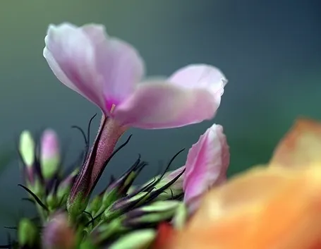 spedire fiori Brescia