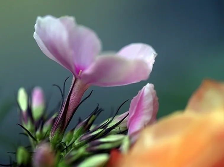 spedire fiori Brescia
