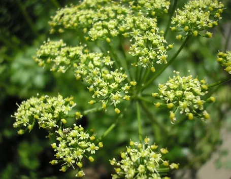 spedire fiori Parma-1