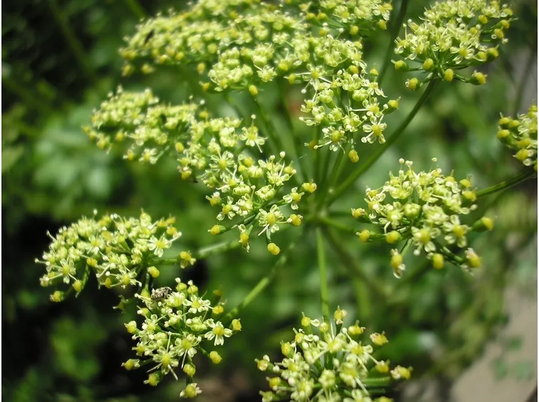 spedire fiori Parma-1
