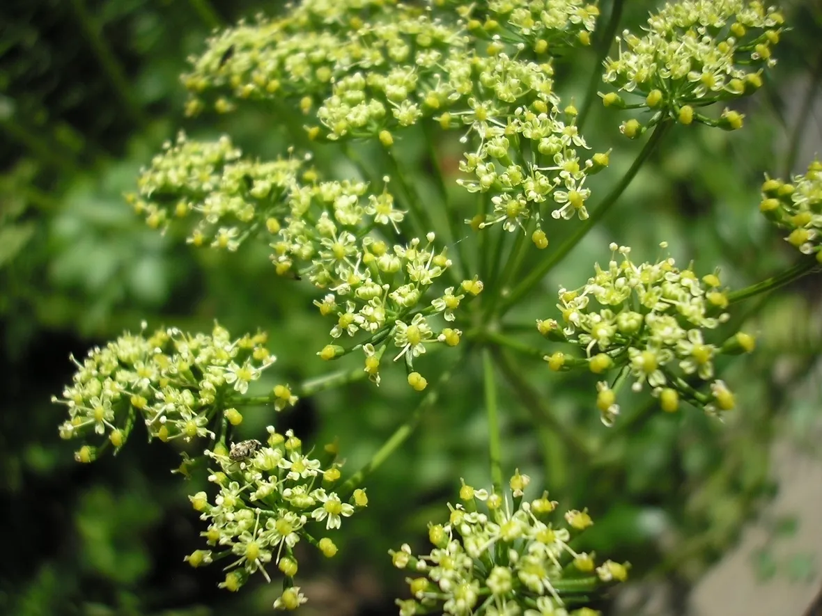 spedire fiori Parma-1