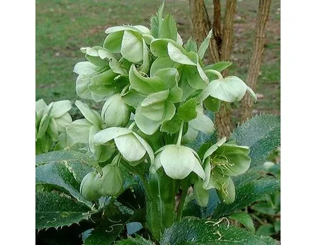 spedire fiori Parma