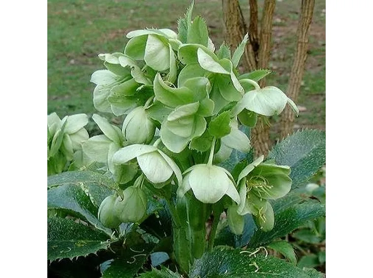 spedire fiori Parma