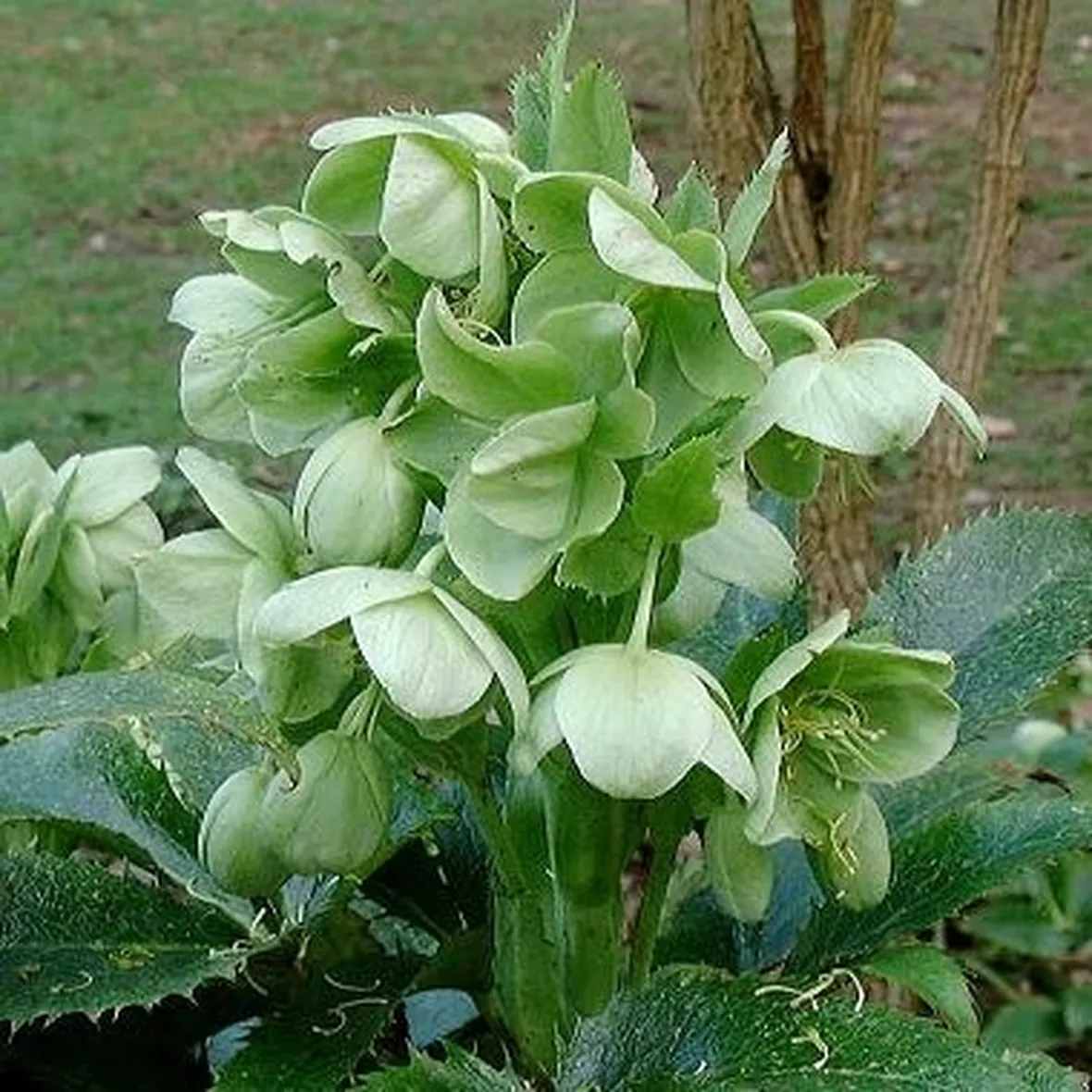 spedire fiori Parma