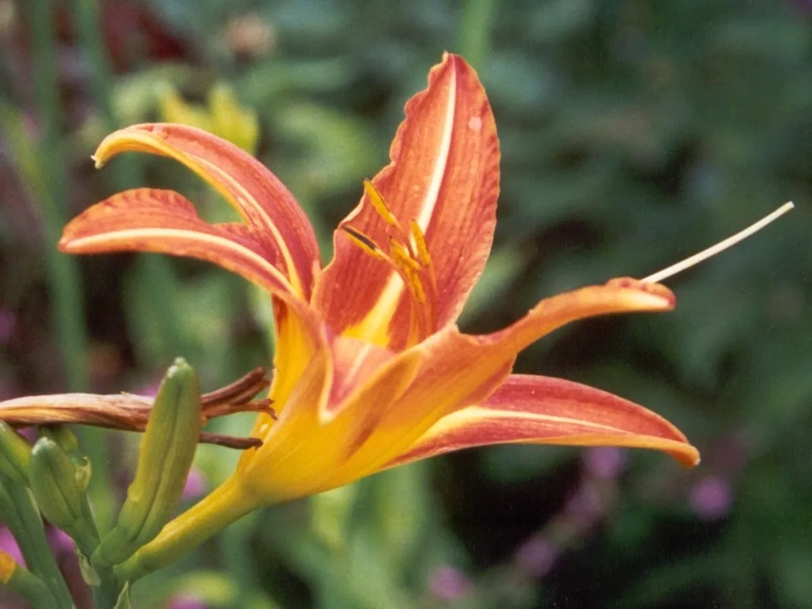 spedire fiori Prato