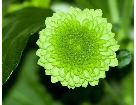 spedire fiori Reggio Calabria