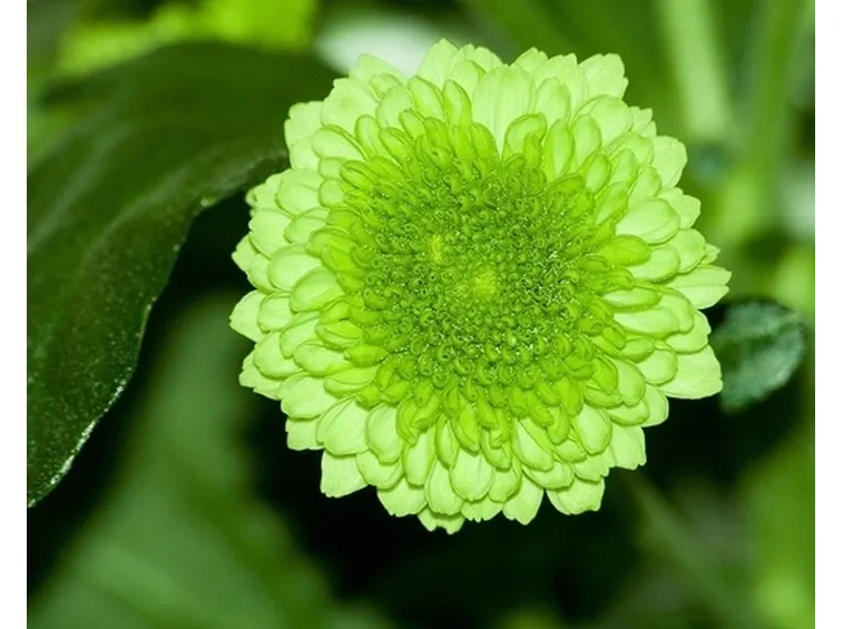 spedire fiori Reggio Calabria