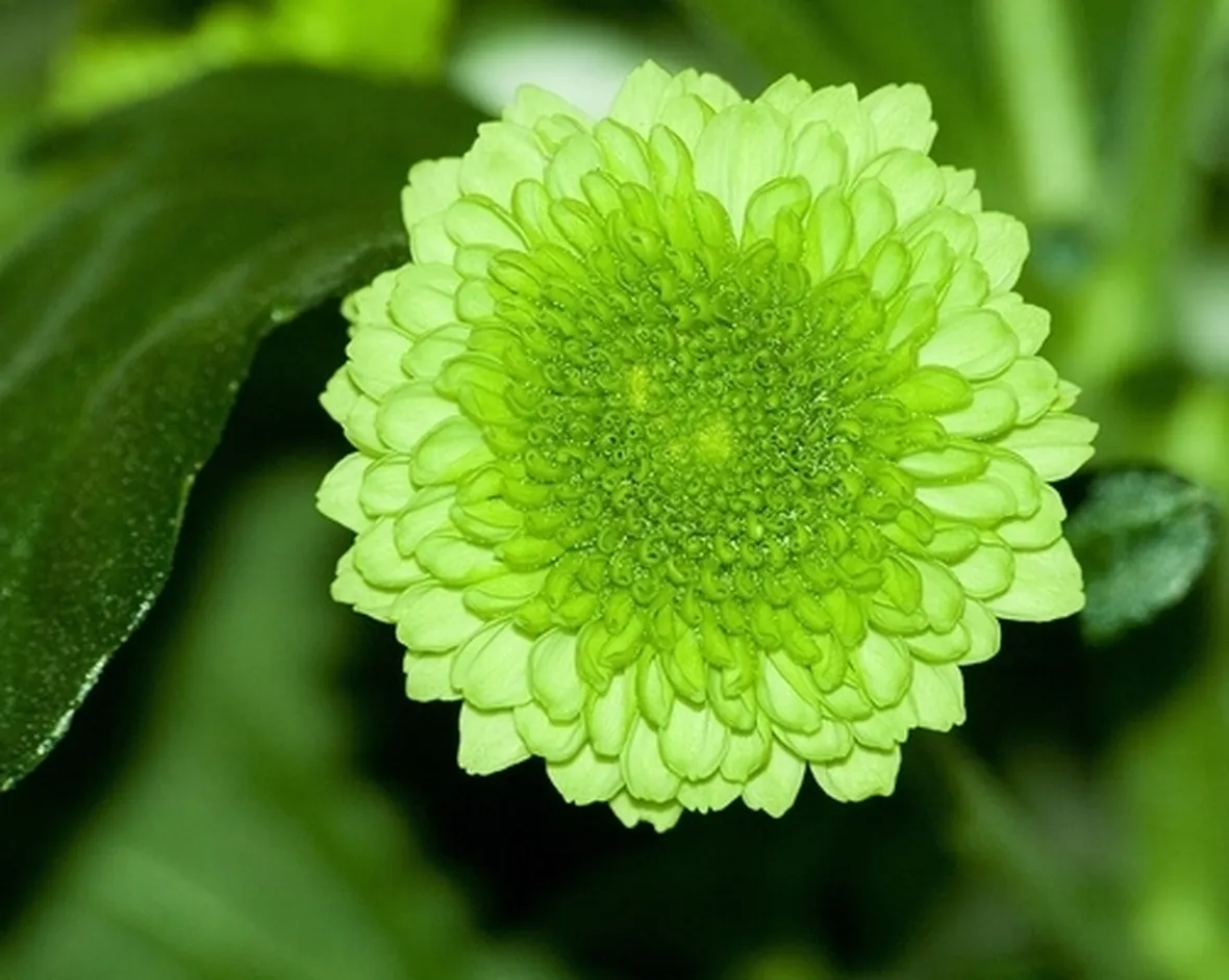spedire fiori Reggio Calabria