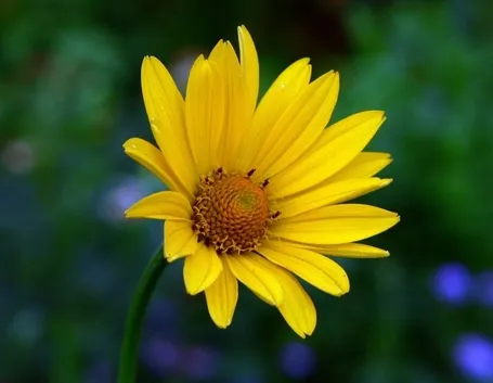 spedire fiori Taranto