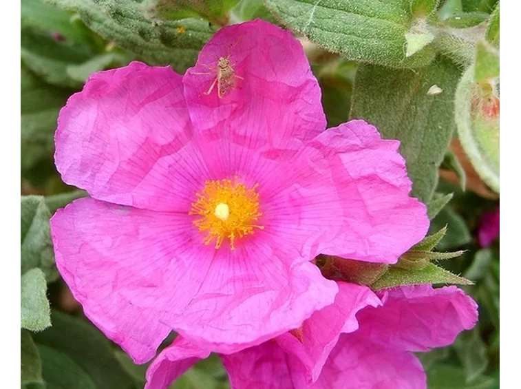 spedire fiori Trieste