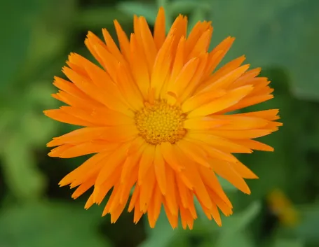 spedire fiori Verona-1