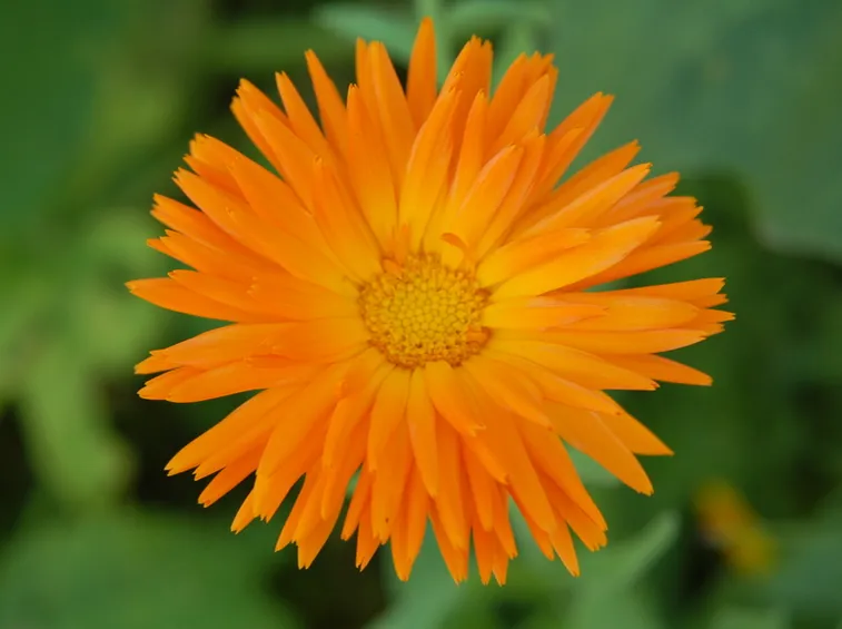 spedire fiori Verona-1