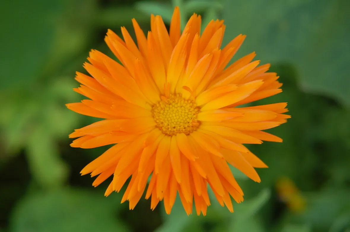 spedire fiori Verona-1