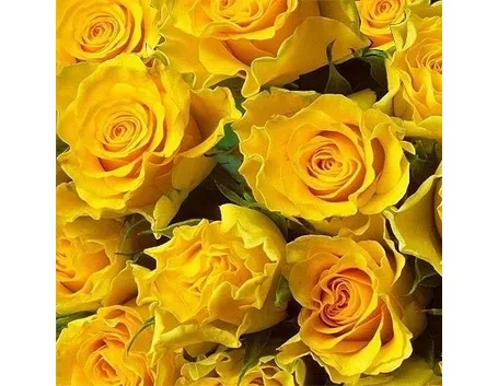 spedizione fiori Parma