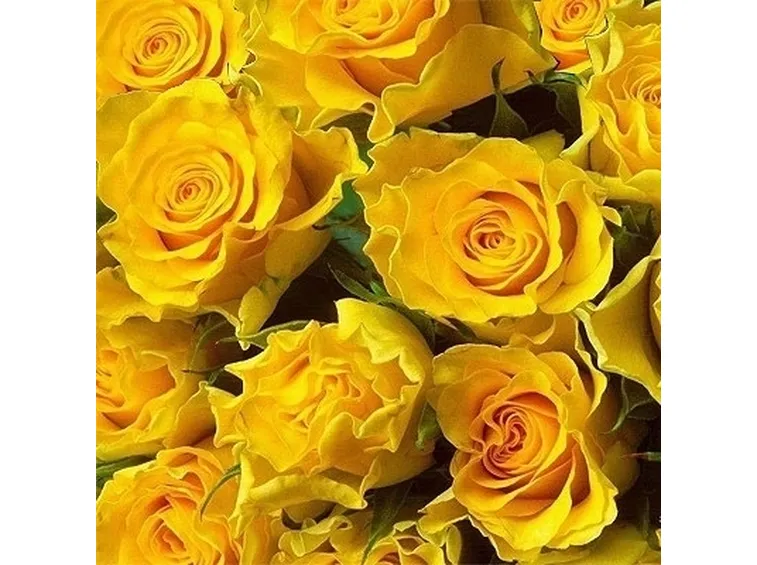 spedizione fiori Parma