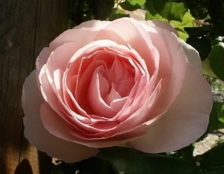 spedizione fiori Reggio Calabria