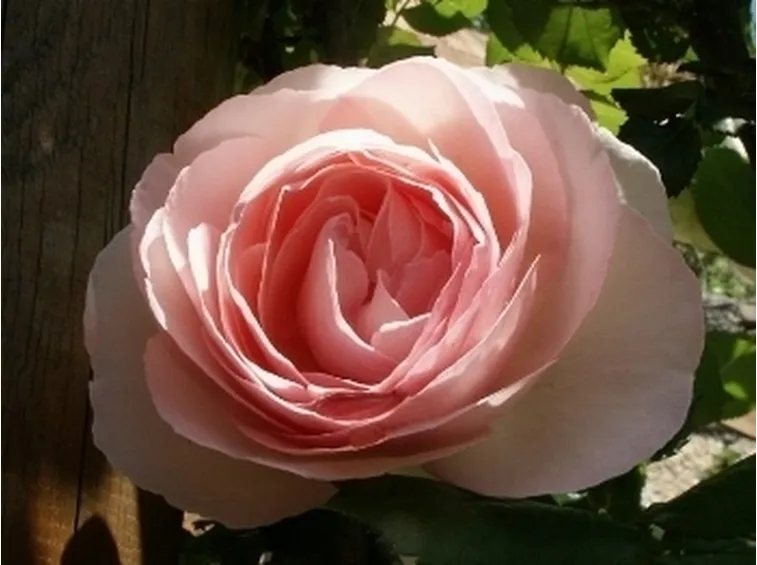 spedizione fiori Reggio Calabria