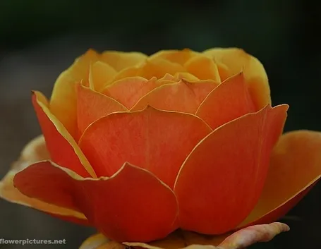spedizioni fiori Bari
