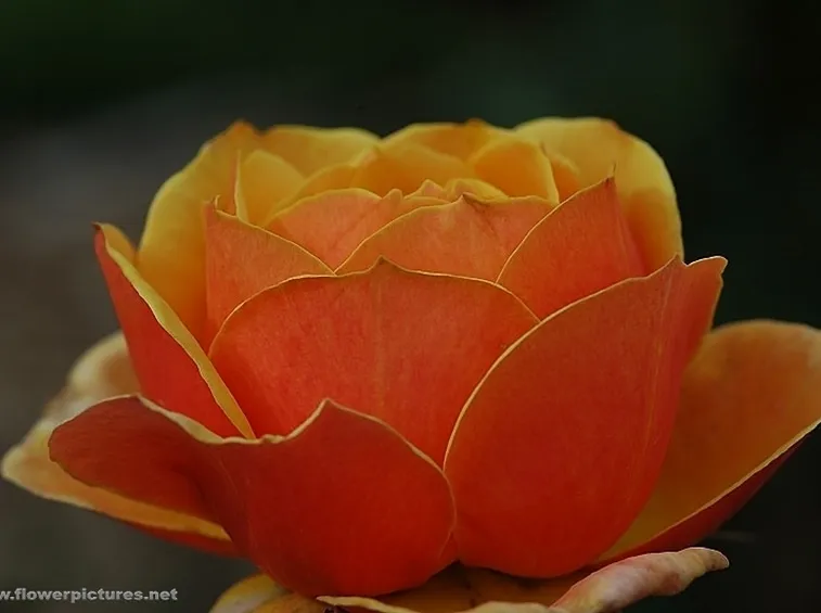 spedizioni fiori Bari