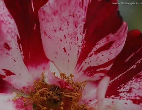 spedizioni fiori Bologna