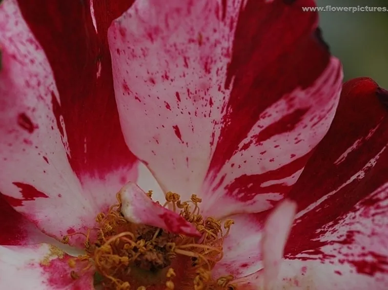 spedizioni fiori Bologna
