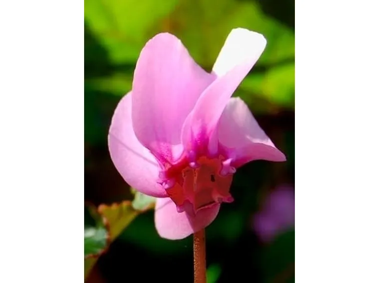 spedizioni fiori Brescia